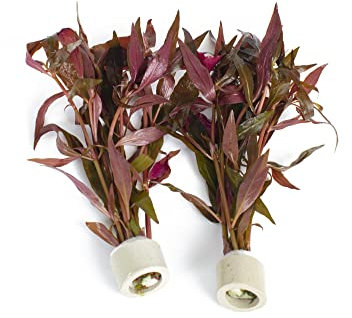 PondPlantsUK 2 x Live Plants for aquascaping, mosses, Fern, Tropical Aquatic Plants in Ceramic Weights (Althernanthera Cardinalis)