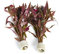 PondPlantsUK 2 x Live Plants for aquascaping, mosses, Fern, Tropical Aquatic Plants in Ceramic Weights (Althernanthera Cardinalis)