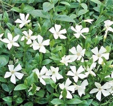 WEISSE Vinca Minor Blumensamen 100 Stück frisch