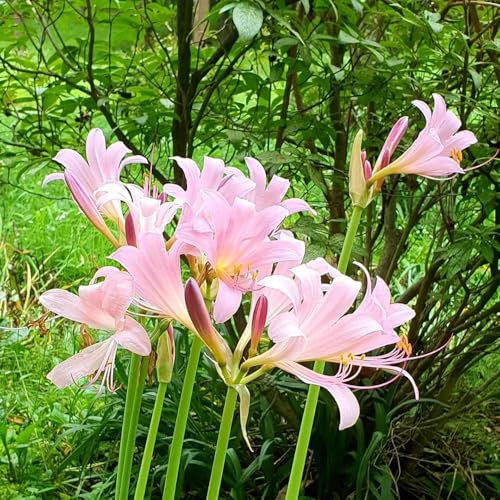 Bulbi di giglio di ragno, bulbi di Lycoris radiata le piante perenni da fiore sono resistenti cipolla di fiori di sangue Piante perenni resistenti, fioriture permanenti piante da 3pcs