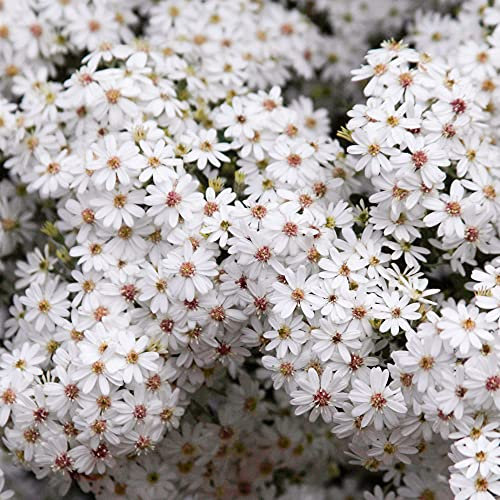 Olearia phlogopappa Spring Bling Daisy Bush Evergreen Garden Shrub Plant in Pot (9cm Pot, 15-30cm)