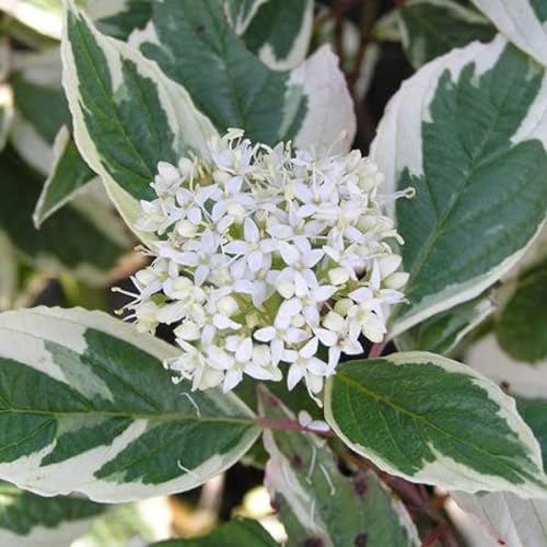 Hartriegel 'Sibirica Variegata' - Cornus alba 'Sibirica Variegata' 50-60 C - 50-60 cm Topf