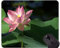 Tappetino per mouse Lotus On Water Gaming Personalizzato - Tappetino mouse in gomma antiscivolo Lotus