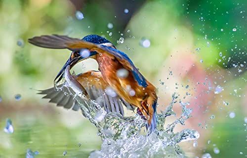 LHJOY 3D Puzzle 1000 Teile Eisvogel 75X50Cm