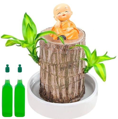 Brazilian Wood Plant, Lucky Brazilian Wood Plant Lucky Indoor Decorative Miniature Decoration with Monk Statue for Desk Decoration Office Family Bedroom