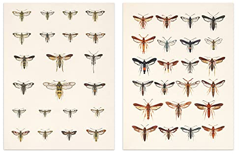 Artery8 Vintage Bug Insects Butterflies Moths Set of 2 Unframed Wall Art Prints Bathroom Bedroom Aesthetic Retro Historical A4