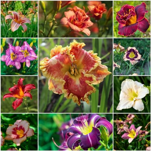 250 pcs taglilien winterhart mehrjährig samen - frühlingsblumen blumen geschenk,Hemerocallis fulva, deko büro seeds balkon beet sommerblumen samen balkonpflanzen winterhart zimmerpflanzen