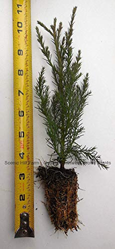 Germinazione I Semi-10 Sequoia gigante - Sequoia della California - Vaso - 5-8 pollici Semenzale Alto:Semi