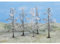 HEKI 2105 Winterbäume, 5 Stück, Höhe: 10 cm, Mehrfarbig, M