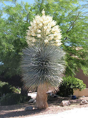Yucca Rigida, Bleu Yuca Exotique Rare Agave Desert Garden Arbre comme semences 100 graines