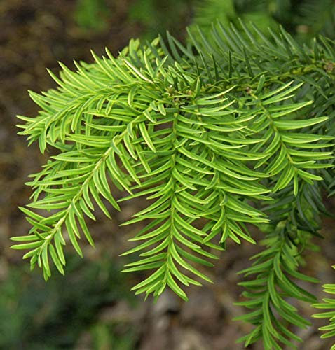 Goldgelbe Adlerschwingen Eibe 30-40cm - Taxus baccata Dovastoniana Aureovariegata