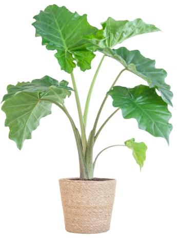 BloomPost Alocasia Portadora — Korb 65 — 75 cm + — Zimmerpflanze — Pflegeleichte Zimmerpflanze — Einfach zu züchtende Zimmerpflanzen für das Büro — Topf im Lieferumfang enthalten