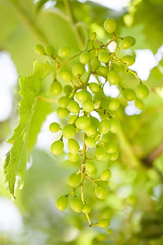 Vitis vinifera 'Gelber Muskateller' 80-100 cm - Weinrebe, gelbe Trauben, Erntezeit September-Oktober, ideal für Pergolen, bienenfreundlich, winterhart