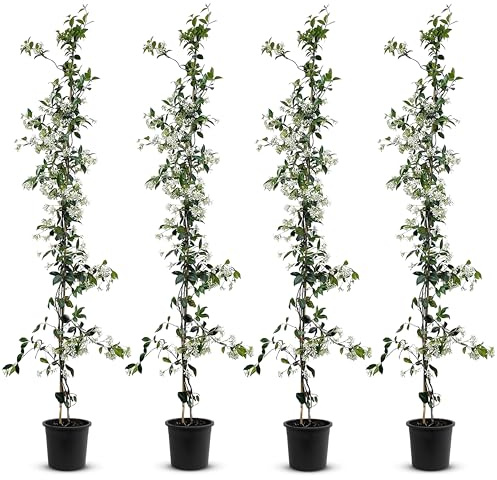 Tropictrees - Trachelospermum Jasminoides - 110cm - Winterhart - Sternjasmin - toskanischer Jasmin -Weiß - 4 pcs