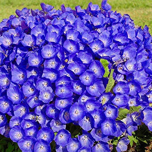 Tussock Campana Fiore Blu Campanula Carpatica 5100 Semi perenne Fiore:Seeds