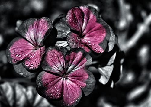 HANSEPUZZLE 27024 - Blumen Puzzle 260 Teile | Natur Puzzle mit hochwertiger Puzzle Aufbewahrung: Kartonbox und wiederverschließbarem Beutel | Puzzle-Maße: 41 x 28,7 cm