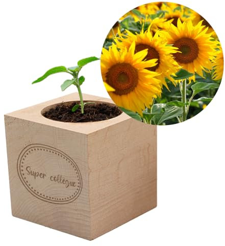 CADEAUX.COM - Ecocube Tournesol - Ecocube gravé Collègue - Ecocube Plante - Cadeau Collègue - Cadeau Secret Santa Collègue Noel - Cadeau Original