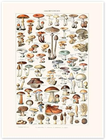 Posterlounge Pilze Vintage (französisch) Poster | 13 x 18 cm von Patruschka Bunt Wandbilder Wanddeko