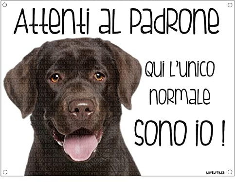 LABRADOR CIOCCOLATO Attenti al padrone qui l'unico normale sono io! CANE CARTELLO TARGA IN METALLO (15X20)