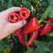 Portal Cool Glocke Papier Paprika Draky H -Early Früchte Dunkelrot 15 cm lang, Hot, enthält Vit