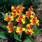 Extrem winterhart, Canna, Zwiebel, mehrjährige krautige Blume, leuchtende Farben, dekorative Blume für den Innen- und Außenbereich-1 zwiebel-A