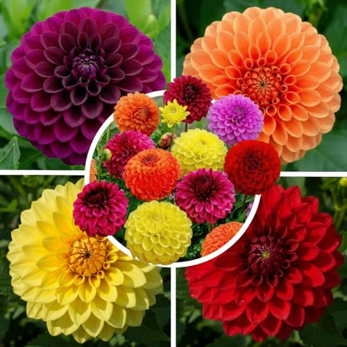 FLORIUM - Dalie pompon a palla, collezione (5 bulbi). Miscela esclusiva dall'Olanda. 5 varietà e colori. Decorazione perenne per giardino e balcone (senza semi, non rustico)