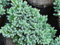 Juniperus sqamata Blue Star - Blauer Zwerg-Wacholder Blue Star