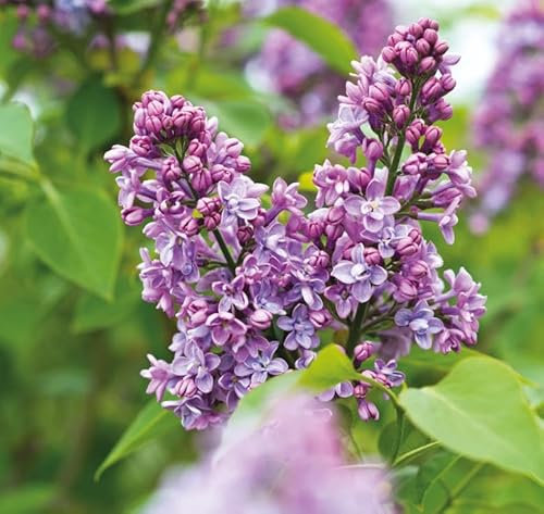 Lilac 'Charles Joly' RHS Award-Winning Fragrant Deep Purple Double Blooms Large Shrub or Multi-Stemmed Tree Ideal for Cottage Gardens Wildlife Areas 1X 3 Litre Pots by Thompson and Morgan