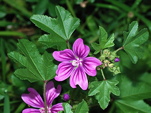 graines de Mauve sylvestre, Malva sylvestris 2 grammes