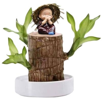 Rtyweth Mini Brésil Lucky Wood Plante en bois brésilien, facile d'entretien, hydroponique brésilien avec pot et bois, plantes