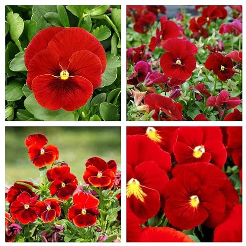 Semi di Viola del Pensiero Gigante Svizzera Rossi, 100 Semi, Varietà Rara, giant red pansy seeds