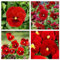 Semi di Viola del Pensiero Gigante Svizzera Rossi, 100 Semi, Varietà Rara, giant red pansy seeds
