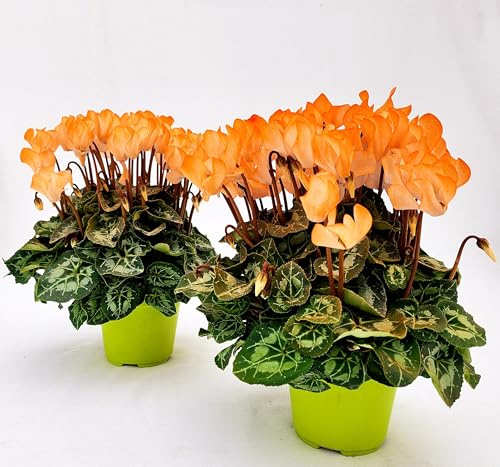 POWERS TO FLOWERS - CICLAMINO COLOR LIFE ARANCIONE, 3 PIANTE, VASO 12CM DIAMETRO, piante vere