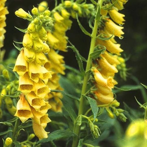 Digitalis Yellow 30 Seeds, Yellow Foxglove - Perennial, Tall, Bees Fragrant