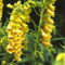 Digitalis Yellow 30 Seeds, Yellow Foxglove - Perennial, Tall, Bees Fragrant