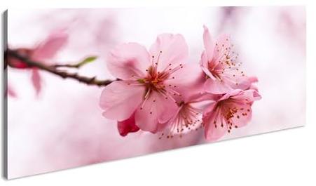 Leinwandbild Kirschblüten tanzen im Wind, poetisches Bild flüchtiger Schönheit. Panorama Format: 100x50 cm XXL Kunstdruck Bild auf Keilrahmen/Wandbild/Wohnzimmer Deko