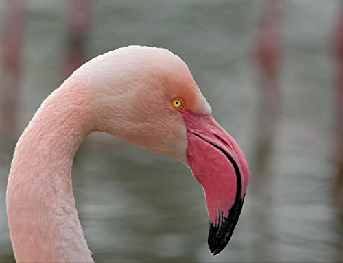 hansepuzzle 30633 - Flamingo Puzzle 1000 Teile - Tierwelt-Puzzle mit hochwertiger Aufbewahrung: Kartonbox und wiederverschließbarem Beutel - Format 60 × 46 cm
