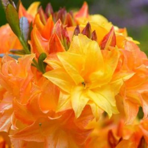Azalea 'Sun Star' - Fragrant Yellow Double Flowers - Vibrant Spring & Autumn Foliage - Ideal for Woodland Borders - 1X 4 Litre Pot by Thompson and Morgan