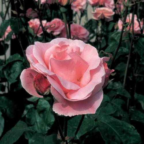 Pianta ROSA QUEEN ELISABETH ® MEILLAND rosa vera PROFUMATA vaso19 FOTO REALE AMDGarden