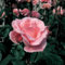 Pianta ROSA QUEEN ELISABETH ® MEILLAND rosa vera PROFUMATA vaso19 FOTO REALE AMDGarden