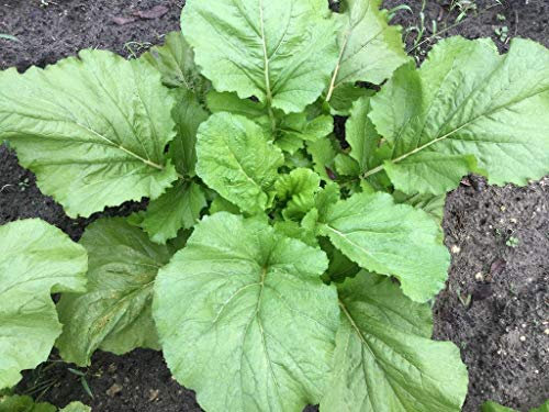 Semillas 800x mostaza Florida de hoja ancha