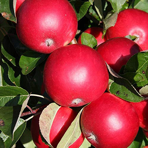 Suttons Apple Tree Scrumptious, Malus domestica, Dessert Variety, Grow Your Own Apples, Hardy, 1 x 12-Litre Potted Plant