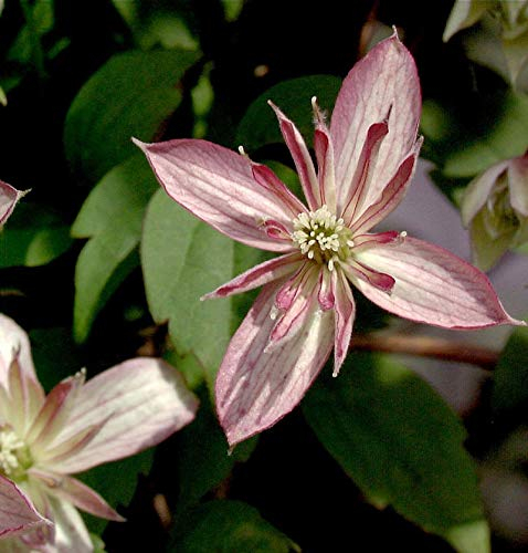 Berg Waldrebe Majorie 40-60cm - Clematis montana