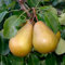 Gellerts Butterbirne – Birnenbaum 80-120 cm | Ideal für Balkon & Terrasse | Befruchter: Clapps, Gute Luise, Köstliche, Williams Christ