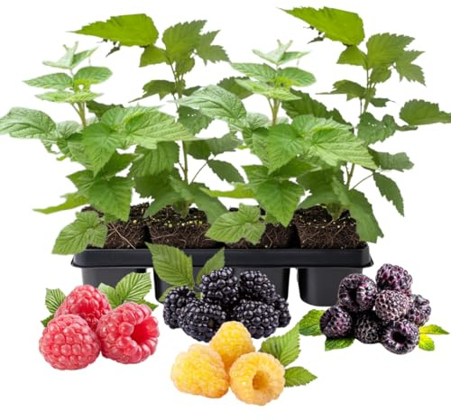 4 Mixed Raspberry Live Plants, Home Garden Berry Bush, 5-8 Tall