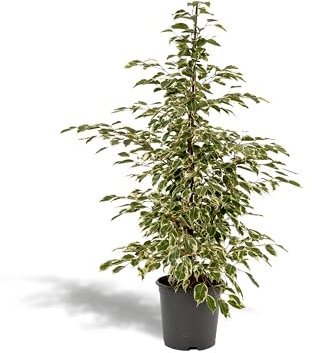 La Green Touch - Ficus benjamina Twilight h95 cm - pianta da interno - vaso 21 cm, altezza 95 cm