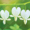 100 Samen/Beutel Hydrokultur-Orchideen-Innenblumensamen Vier Jahreszeiten Phalaenopsis-Orchideen für den Heimgarten: Orange: Samen