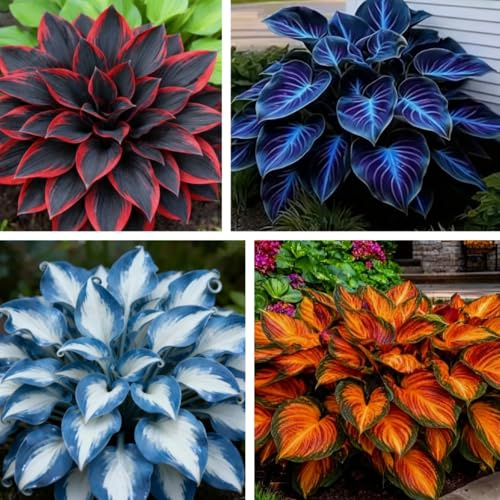 Blooming Gigante Rizoma Hosta-Richiede Poca manutenzione/Decorazione da Giardino/Iridescent,Resistente/Perfetto per chi è sempre indaffarato.-4Rizoma-A