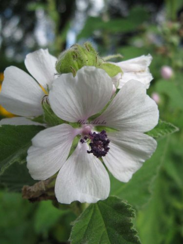 Althaea officinalis - Echter Eibisch - Staudenkulturen Wauschkuhn - Staude im 11x11cm Topf