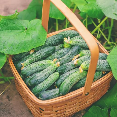 gurken pflanzen samen, balkon gemüse hochbeet garten gurkensamen gartengeschenke kräuterbeet balkon alte sorten saatgut kräuterbeet garten balkon gemüse samen hochbeet balkon 100pcs